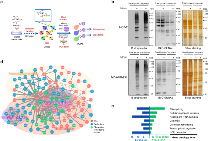 Proteomic Profiling And Genome Wide Mapping Of O Glcnac Chromatin Associated Proteins Reveal An O Glcnac Regulated Genotoxic Stress Response Nature Communications