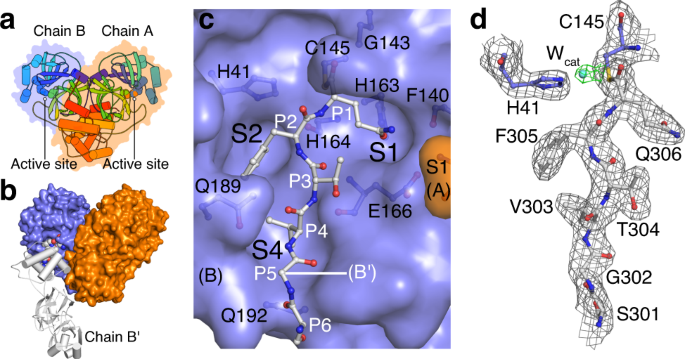 Dean Possession Get acquainted Crystallographic structure of wild-type SARS-CoV-2 main protease  acyl-enzyme intermediate with physiological C-terminal autoprocessing site  | Nature Communications