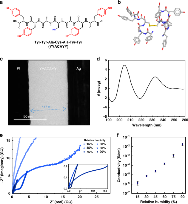 Proton-enabled activation of peptide materials for biological bimodal memory