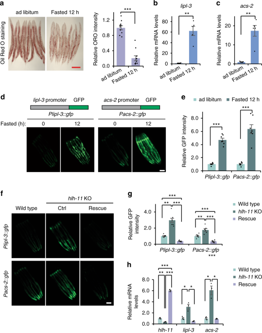 genetics of lipid-storage management in c elegans embryos HLH-11 modulates lipid metabolism in response to nutrient availability