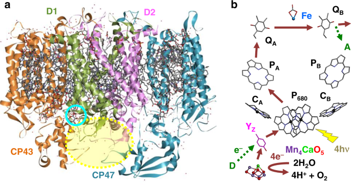 Light Driven Formation Of Manganese Oxide By Today S Photosystem Ii Supports Evolutionarily Ancient Manganese Oxidizing Photosynthesis Nature Communications