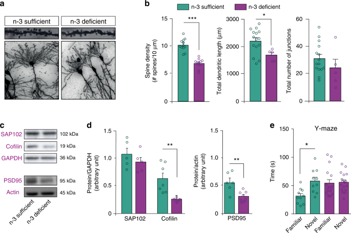 Essential omega-3 fatty acids tune microglial phagocytosis of synaptic  elements in the mouse developing brain | Nature Communications