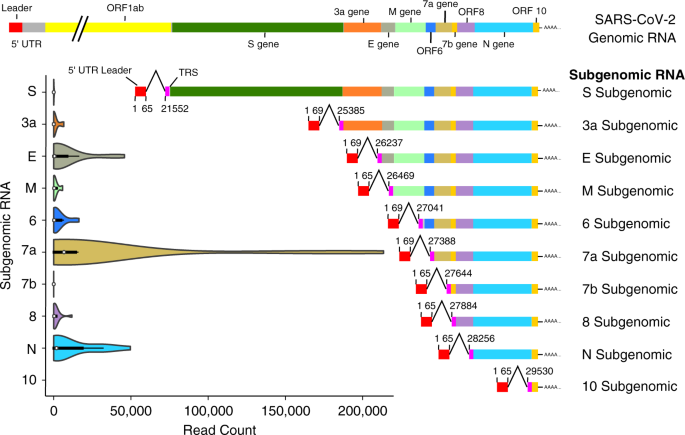 Sars Cov 2 Genomic And Subgenomic Rnas In Diagnostic Samples Are Not An Indicator Of Active Replication Nature Communications Sars Cov 2 Genomic And Subgenomic Rnas In Diagnostic Samples Are Not An Indicator Of Active Replication Nature Communications