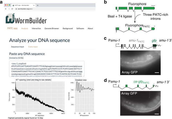 Engineering Rules That Minimize Germline Silencing Of Transgenes In Simple Extrachromosomal Arrays In C Elegans Nature Communications