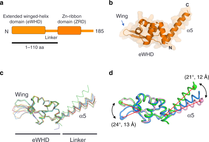 Direct Binding Of Tfea Opens Dna Binding Cleft Of Rna Polymerase Nature Communications