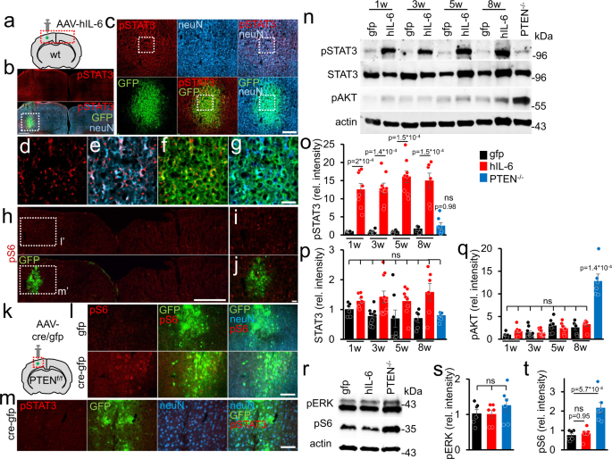 Transneuronal Delivery Of Hyper Interleukin 6 Enables Functional Recovery After Severe Spinal Cord Injury In Mice Nature Communications