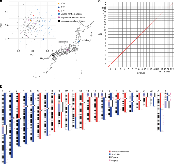Construction And Integration Of Three De Novo Japanese Human Genome Assemblies Toward A Population Specific Reference Nature Communications Construction And Integration Of Three De Novo Japanese Human Genome Assemblies Toward A Population Specific Reference Nature Communications