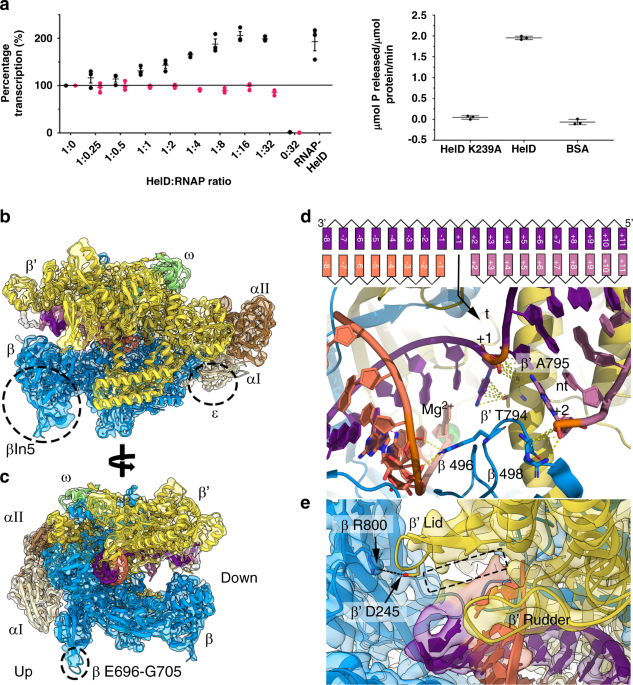 Molecular Basis For Rna Polymerase Dependent Transcription Complex Recycling By The Helicase Like Motor Protein Held Nature Communications