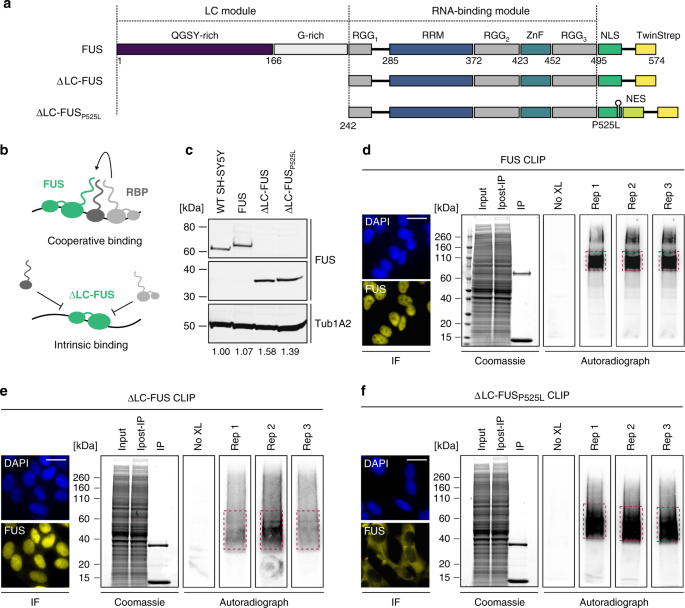 Aberrant Interaction Of Fus With The U1 Snrna Provides A Molecular Mechanism Of Fus Induced Amyotrophic Lateral Sclerosis Nature Communications