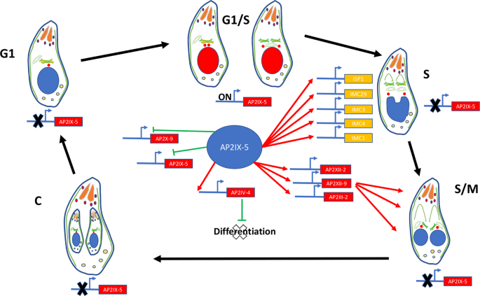 The G2 phase controls binary division of Toxoplasma gondii