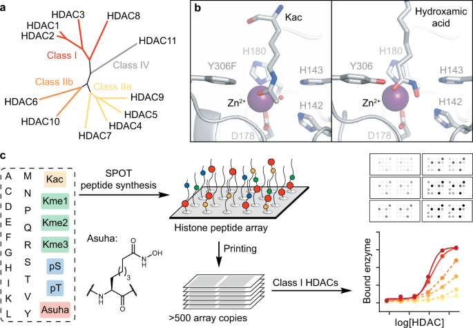 Hydroxamic acid-modified peptide microarrays for profiling  isozyme-selective interactions and inhibition of histone deacetylases |  Nature Communications