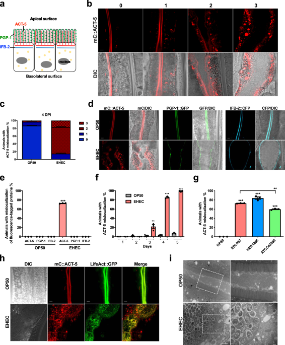 Host Cdk 1 And Formin Mediate Microvillar Effacement Induced By Enterohemorrhagic Escherichia Coli Nature Communications Host Cdk 1 And Formin Mediate Microvillar Effacement Induced By Enterohemorrhagic Escherichia Coli Nature Communications