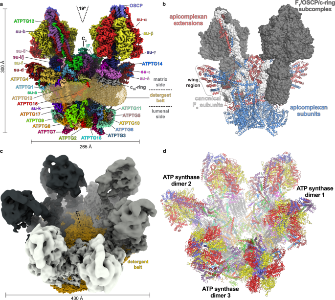 Atp Synthase Hexamer Assemblies Shape Cristae Of Toxoplasma Mitochondria Nature Communications