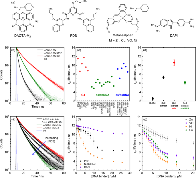Visualising G Quadruplex Dna Dynamics In Live Cells By Fluorescence Lifetime Imaging Microscopy Nature Communications
