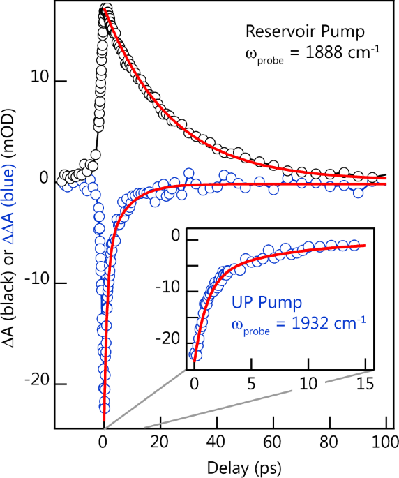 Excited-state vibration-polariton transitions and dynamics in