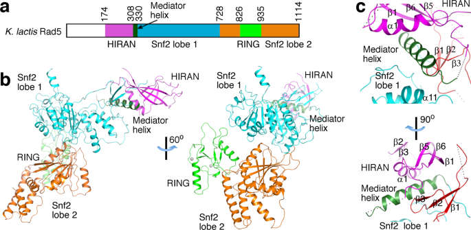 Structural basis for the multi-activity factor Rad5 in replication stress  tolerance | Nature Communications