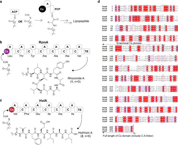 Engineering And Elucidation Of The Lipoinitiation Process In Nonribosomal Peptide Biosynthesis Nature Communications