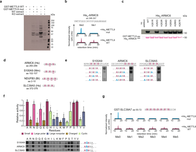 The Methyltransferase Mettl9 Mediates Pervasive 1 Methylhistidine Modification In Mammalian Proteomes Nature Communications