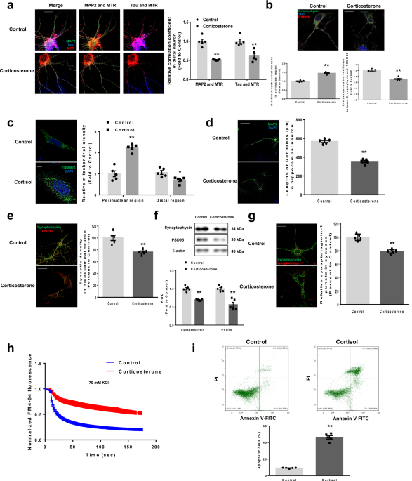 BNIP3L/NIX-mediated mitophagy protects against glucocorticoid-induced  synapse defects | Nature Communications
