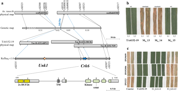 A Wheat Cysteine Rich Receptor Like Kinase Confers Broad Spectrum Resistance Against Septoria Tritici Blotch Nature Communications A Wheat Cysteine Rich Receptor Like Kinase Confers Broad Spectrum Resistance Against Septoria Tritici Blotch Nature Communications