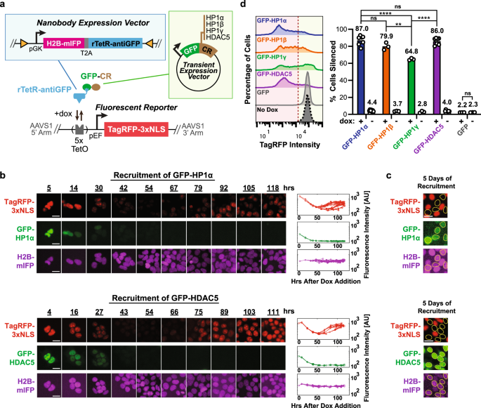 Nanobody-mediated control of gene expression and epigenetic memory