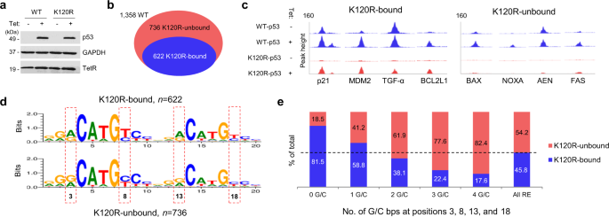 Distinct Mechanisms Control Genome Recognition By P53 At Its Target Genes Linked To Different Cell Fates Nature Communications