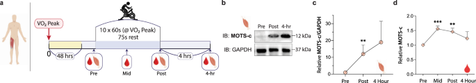 melanotan ii supplement MOTS-C – Aūra Research main image 1