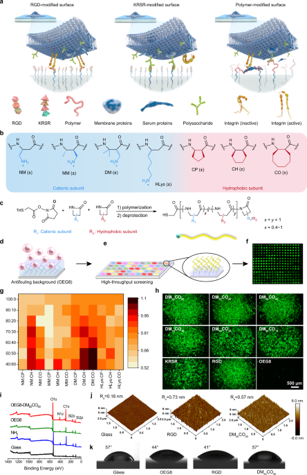 Dual Mechanism B Amino Acid Polymers Promoting Cell Adhesion Nature Communications Dual Mechanism B Amino Acid Polymers Promoting Cell Adhesion Nature Communications
