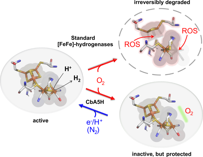 A Safety Cap Protects Hydrogenase From Oxygen Attack Nature Communications