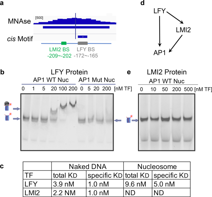 Leafy Is A Pioneer Transcription Factor And Licenses Cell Reprogramming To Floral Fate Nature Communications Leafy Is A Pioneer Transcription Factor And Licenses Cell Reprogramming To Floral Fate Nature Communications