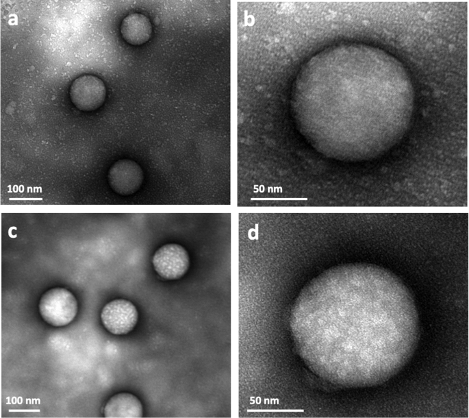 Nanoscale characterization of the biomolecular corona by cryo-electron  microscopy, cryo-electron tomography, and image simulation | Nature  Communications