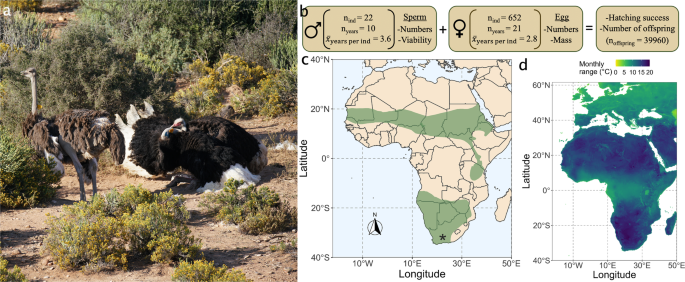 Extreme temperatures compromise male and female fertility in a large desert  bird | Nature Communications