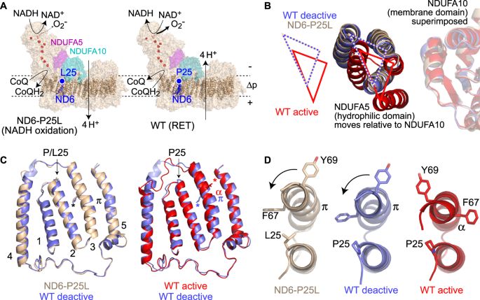 Structural Basis For A Complex I Mutation That Blocks Pathological Ros Production Nature Communications