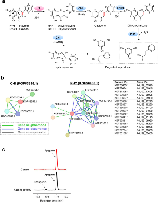 Discovery Of An Ene Reductase For Initiating Flavone And Flavonol Catabolism In Gut Bacteria Nature Communications