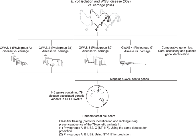Genome Evolution And The Emergence Of Pathogenicity In Avian Escherichia Coli Nature Communications