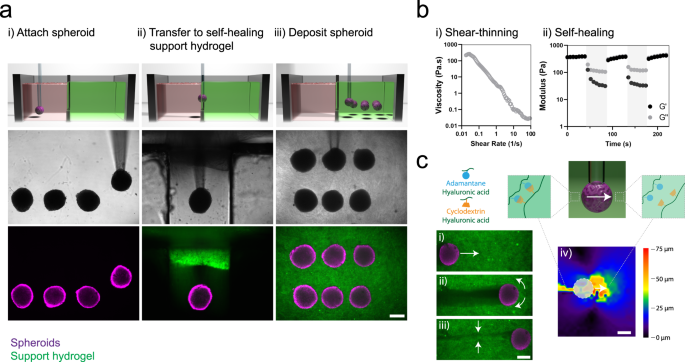 3d Bioprinting Of High Cell Density Heterogeneous Tissue Models Through Spheroid Fusion Within Self Healing Hydrogels Nature Communications