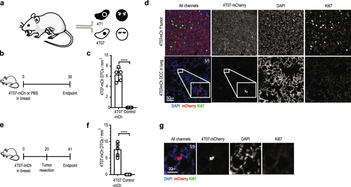 Cd39 Pd 1 Cd8 T Cells Mediate Metastatic Dormancy In Breast Cancer Nature Communications