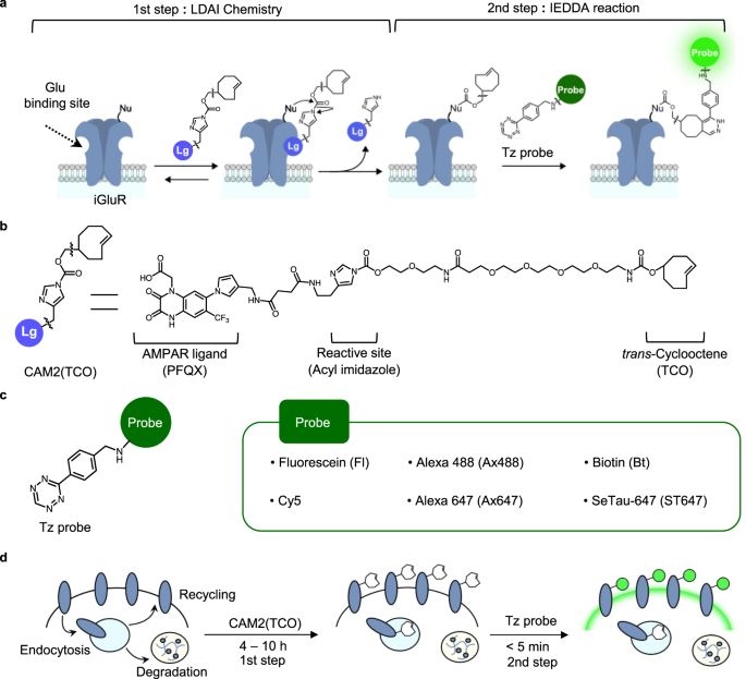 Ligand Directed Two Step Labeling To Quantify Neuronal Glutamate Receptor Trafficking Nature Communications
