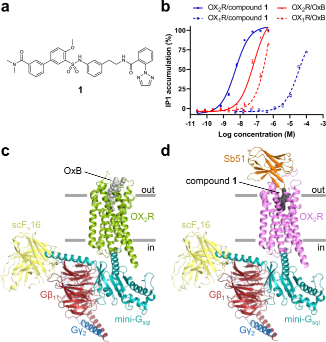 Structures Of Active State Orexin Receptor 2 Rationalize Peptide And Small Molecule Agonist Recognition And Receptor Activation Nature Communications
