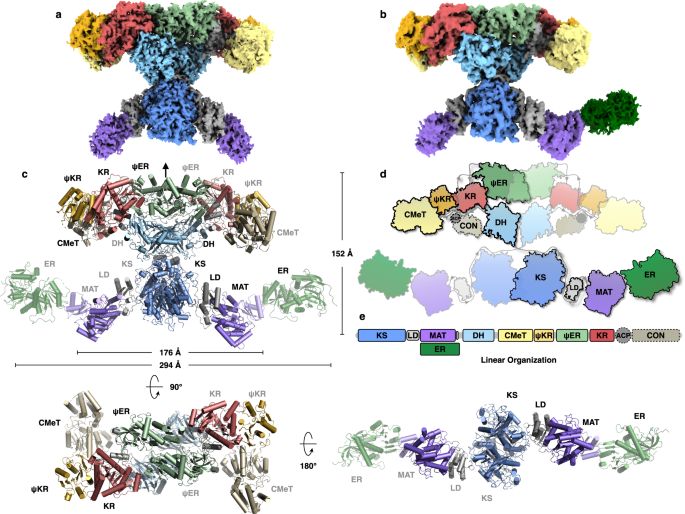 Structural Basis For The Biosynthesis Of Lovastatin Nature Communications