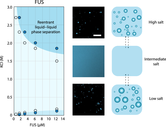 Reentrant liquid condensate phase of proteins is stabilized ...