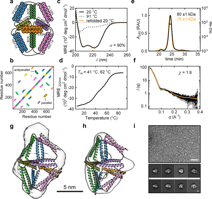 Self Assembly And Regulation Of Protein Cages From Pre Organised Coiled Coil Modules Nature Communications