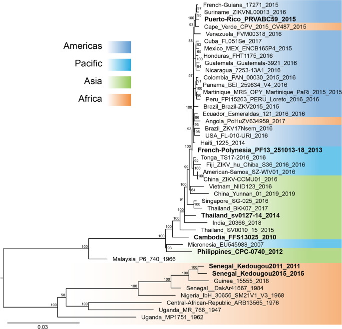 African strains of Zika virus display higher transmissibility and fetal pathogenicity Asian strains Communications