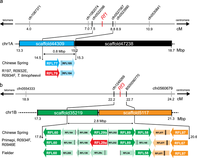 The Genetic Basis Of Cytoplasmic Male Sterility And Fertility Restoration In Wheat Nature Communications