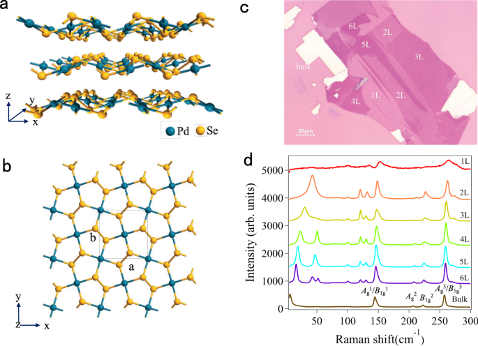 Giant nonlinear optical activity in two-dimensional palladium diselenide