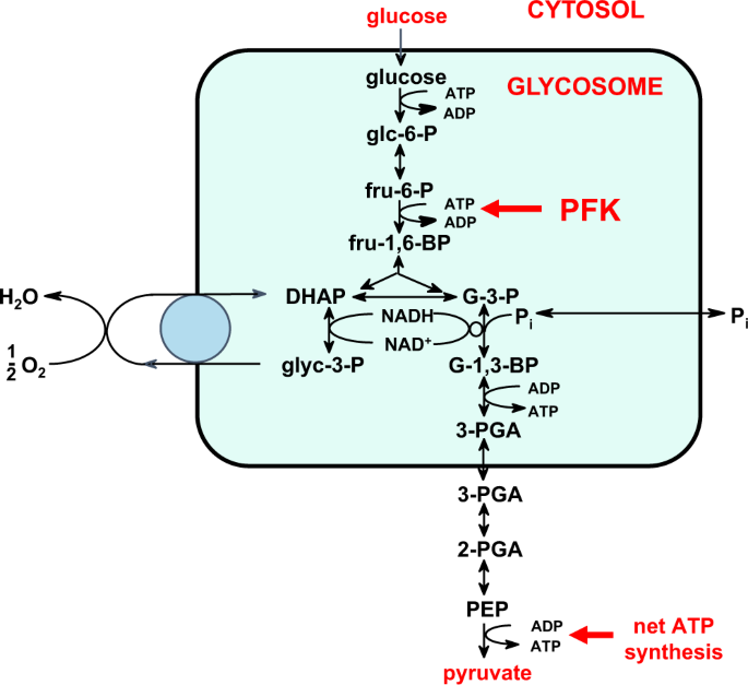 Fast acting allosteric phosphofructokinase inhibitors block trypanosome  glycolysis and cure acute African trypanosomiasis in mice | Nature  Communications