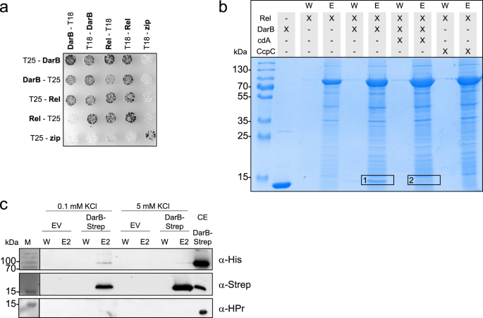 A Meet Up Of Two Second Messengers The C Di Amp Receptor Darb Controls P Ppgpp Synthesis In Bacillus Subtilis Nature Communications A Meet Up Of Two Second Messengers The C Di Amp Receptor Darb Controls P Ppgpp Synthesis In Bacillus Subtilis Nature Communications