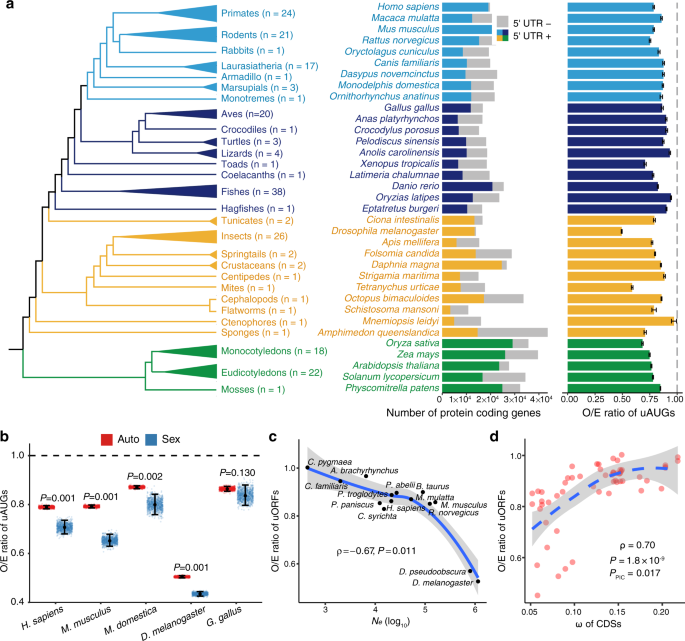 Determinants Of Genome Wide Distribution And Evolution Of Uorfs In Eukaryotes Nature Communications
