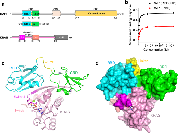 Kras Interaction With Raf1 Ras Binding Domain And Cysteine Rich Domain Provides Insights Into Ras Mediated Raf Activation Nature Communications