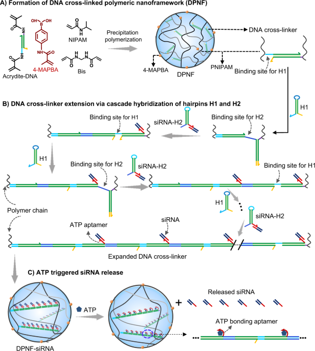 Spatiotemporally Programmable Cascade Hybridization Of Hairpin Dna In Polymeric Nanoframework For Precise Sirna Delivery Nature Communications